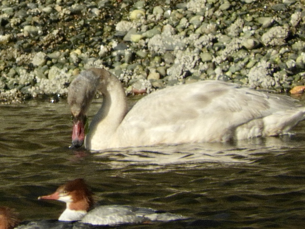 Tundra Swan - ML500898251