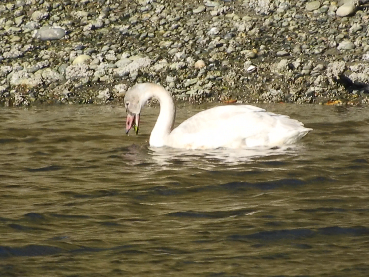 Tundra Swan - ML500898291