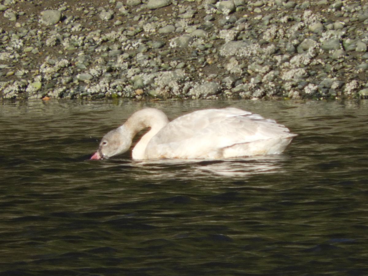 Tundra Swan - ML500898311