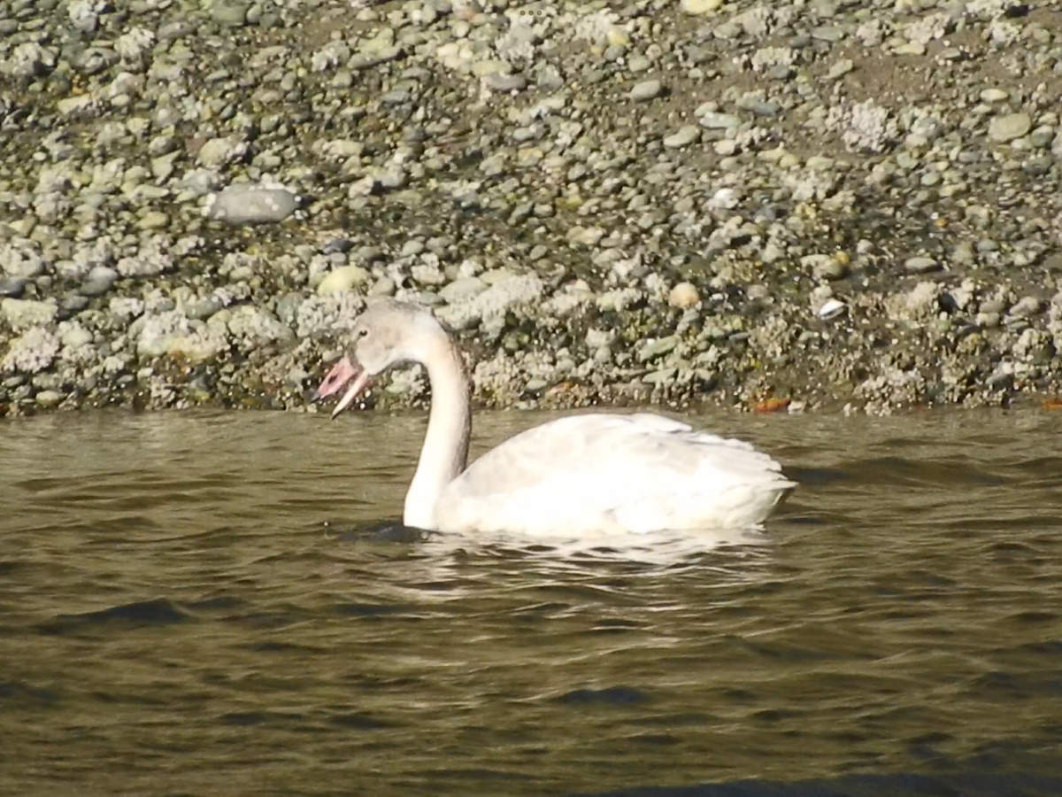 Tundra Swan - ML500898321