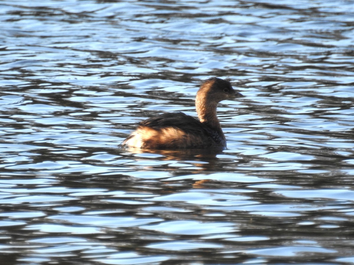 Pied-billed Grebe - ML500898671