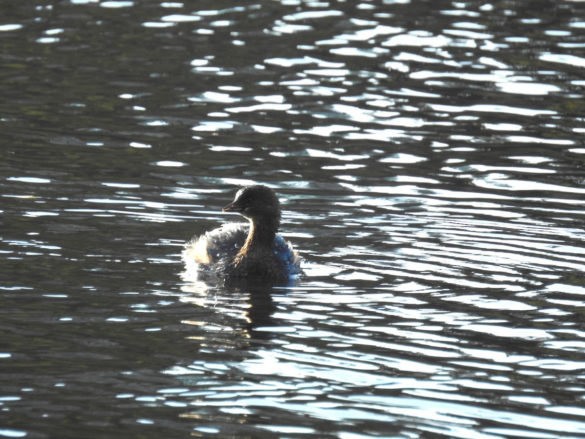 Pied-billed Grebe - ML500899191