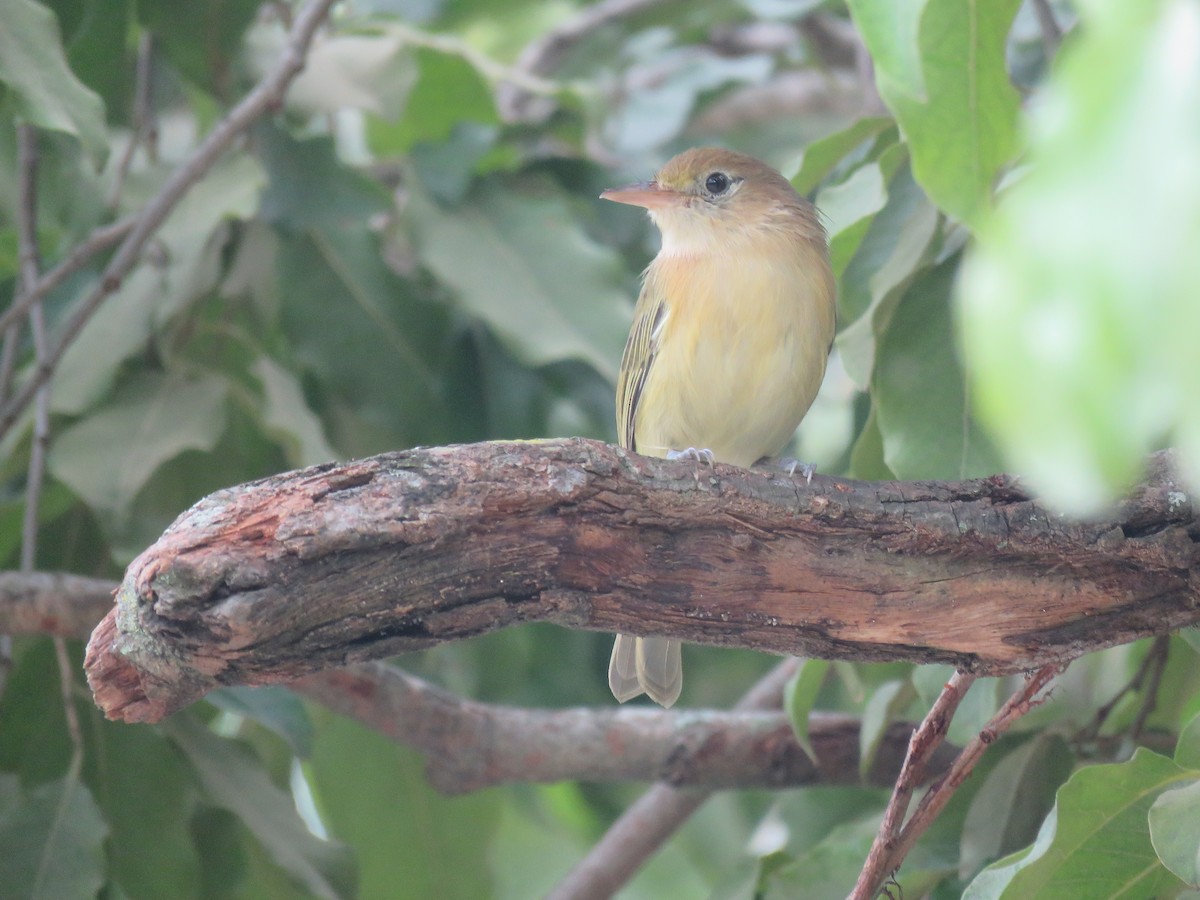 Golden-fronted Greenlet - Julián Rodríguez