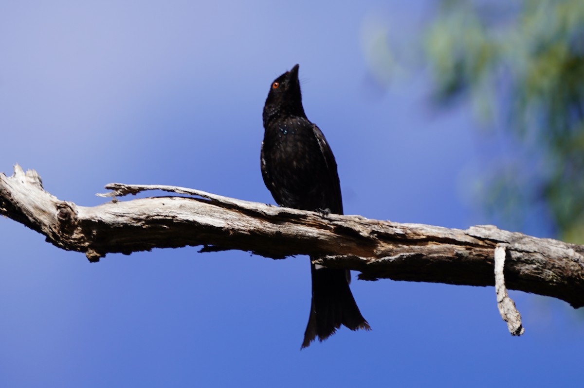 Spangled Drongo - ML500899361