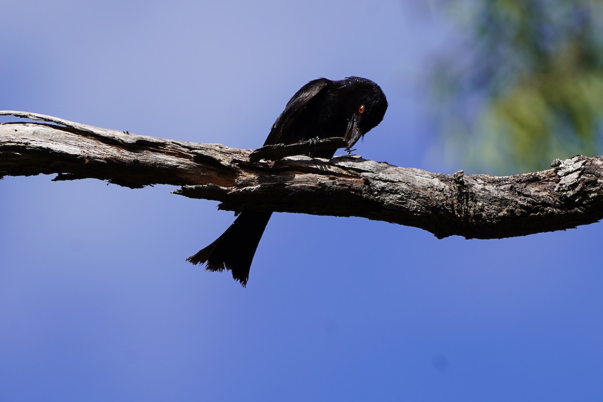 Spangled Drongo - ML500899371