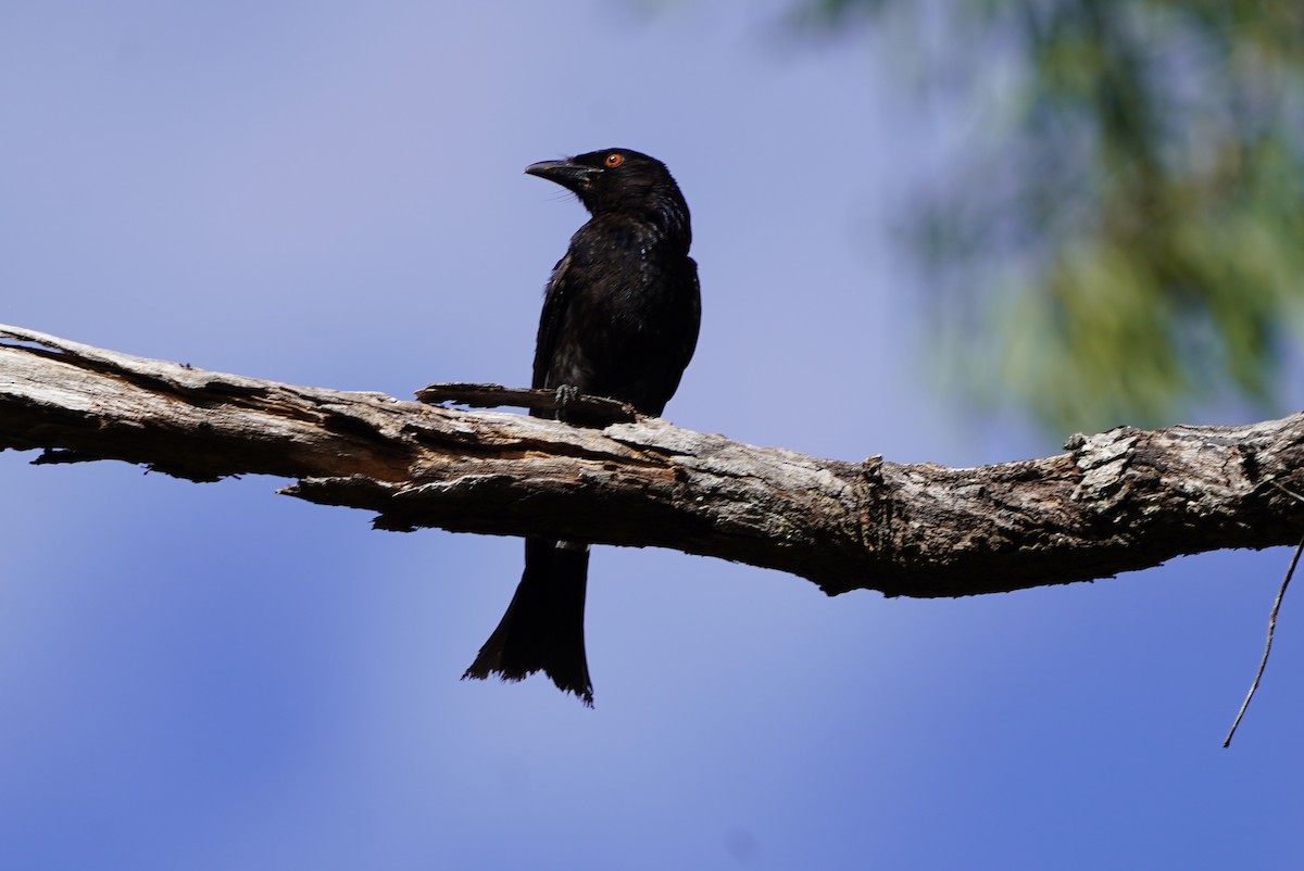 Spangled Drongo - ML500899381