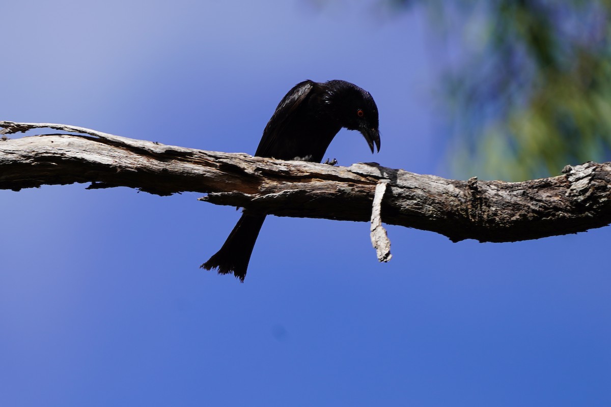 Spangled Drongo - ML500899391