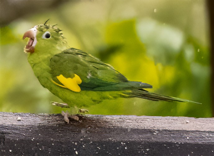 Yellow-chevroned Parakeet - Scott Young