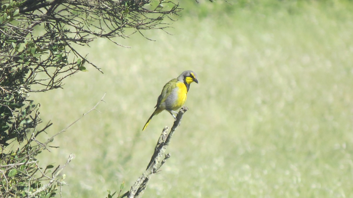 Bubú Silbón - ML500899681