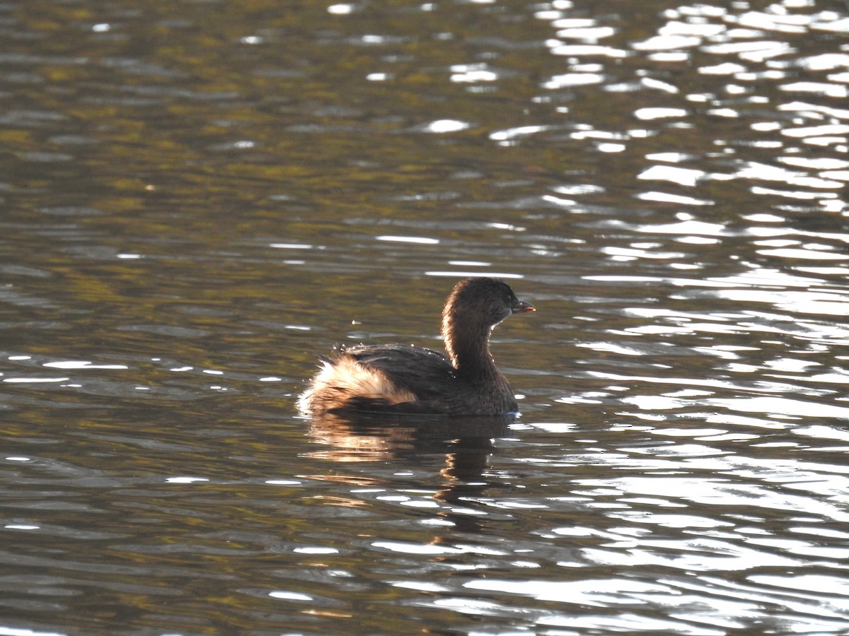 Pied-billed Grebe - ML500899691