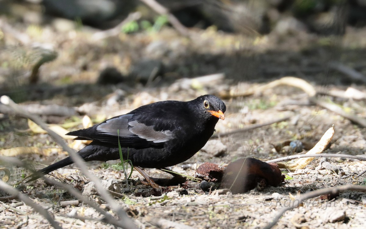 Gray-winged Blackbird - ML50090081