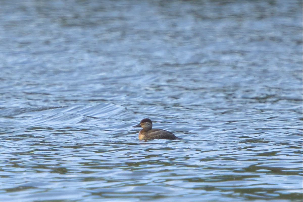 Ruddy Duck - ML500901011
