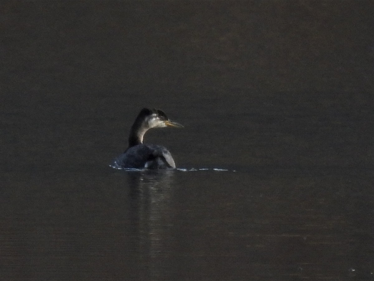Red-necked Grebe - ML500901061