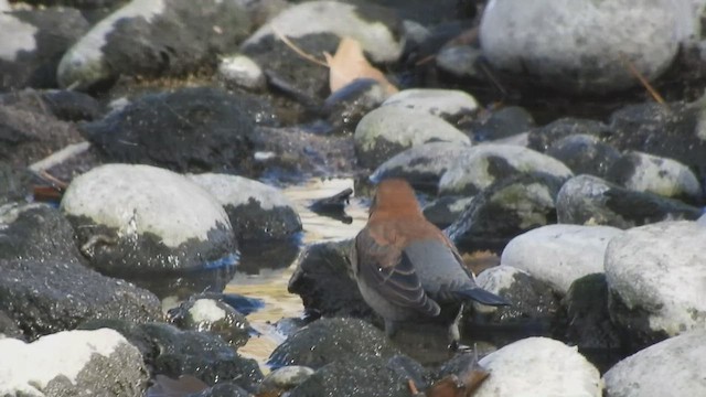 Rusty Blackbird - ML500902641