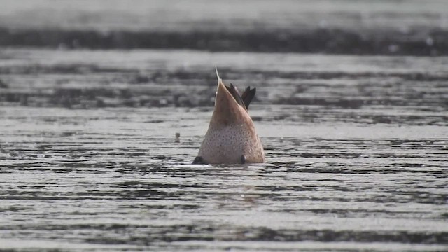 White-cheeked Pintail - ML500902821