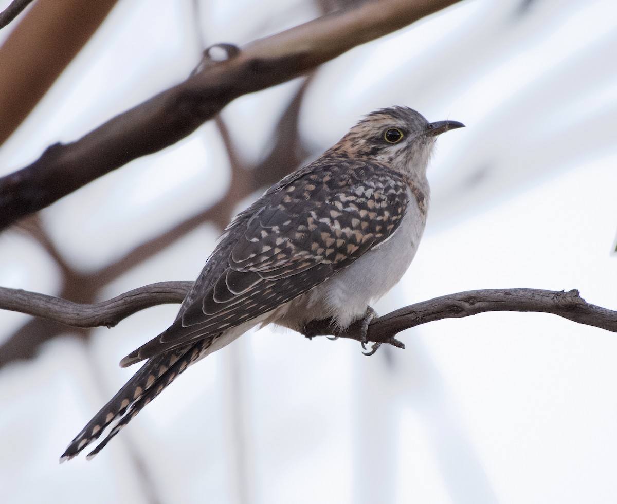 Pallid Cuckoo - ML500903171