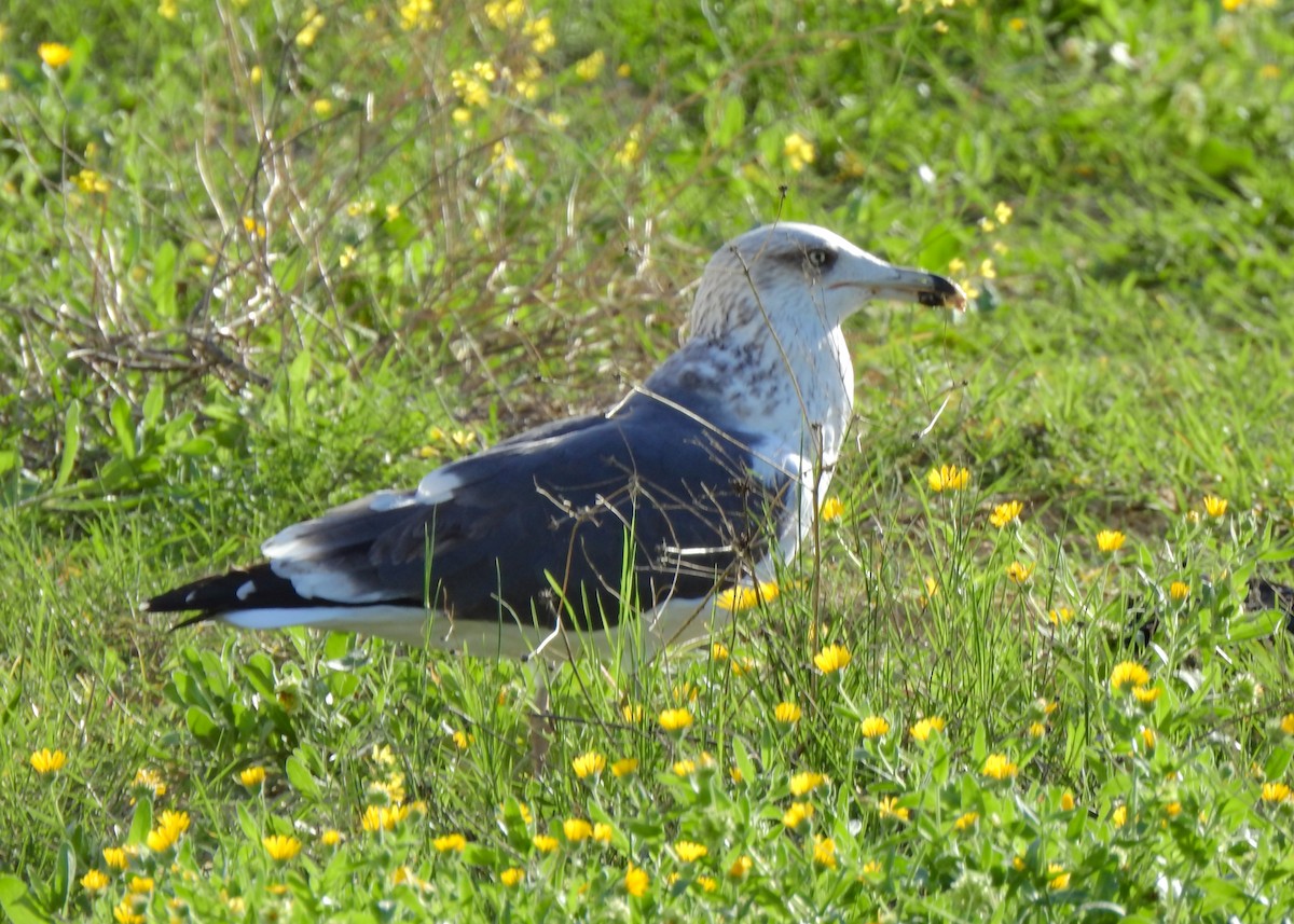 Lesser Black-backed Gull - ML500904441