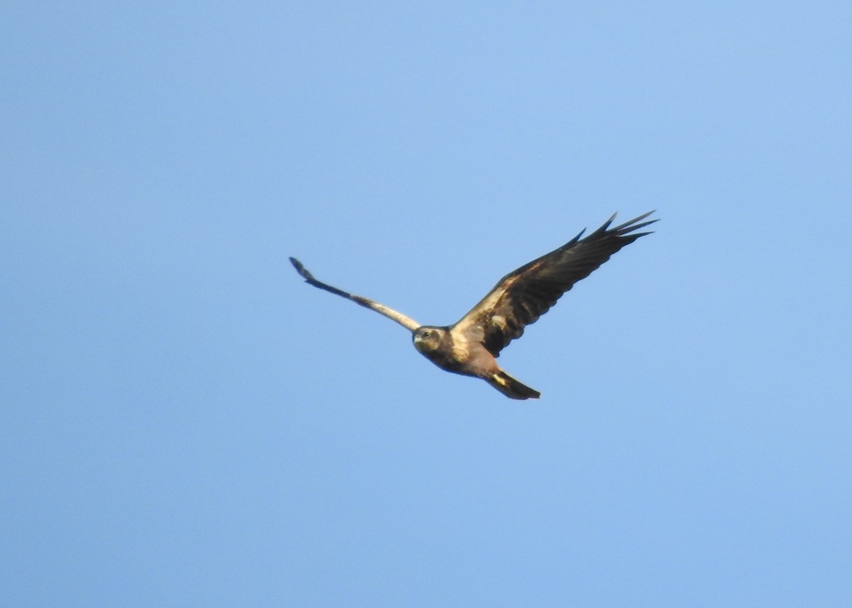 Western Marsh Harrier - Luís Lourenço