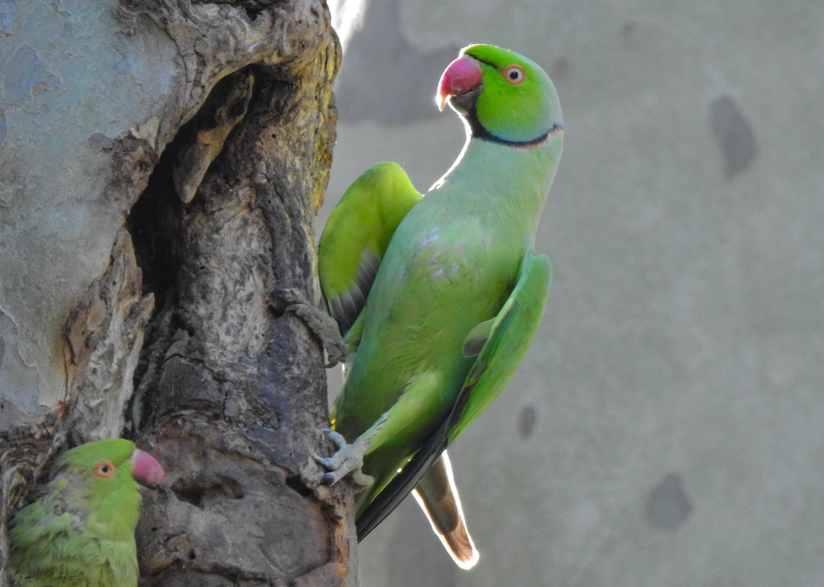 Rose-ringed Parakeet - ML500904731