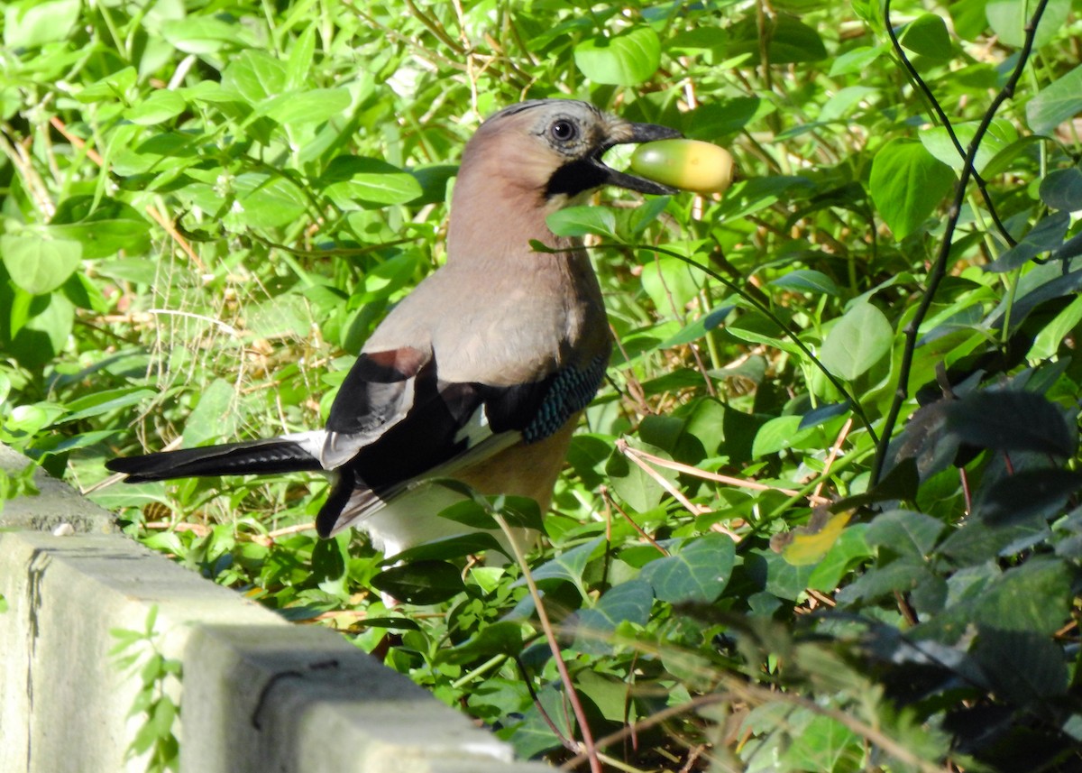 Eurasian Jay - ML500904811