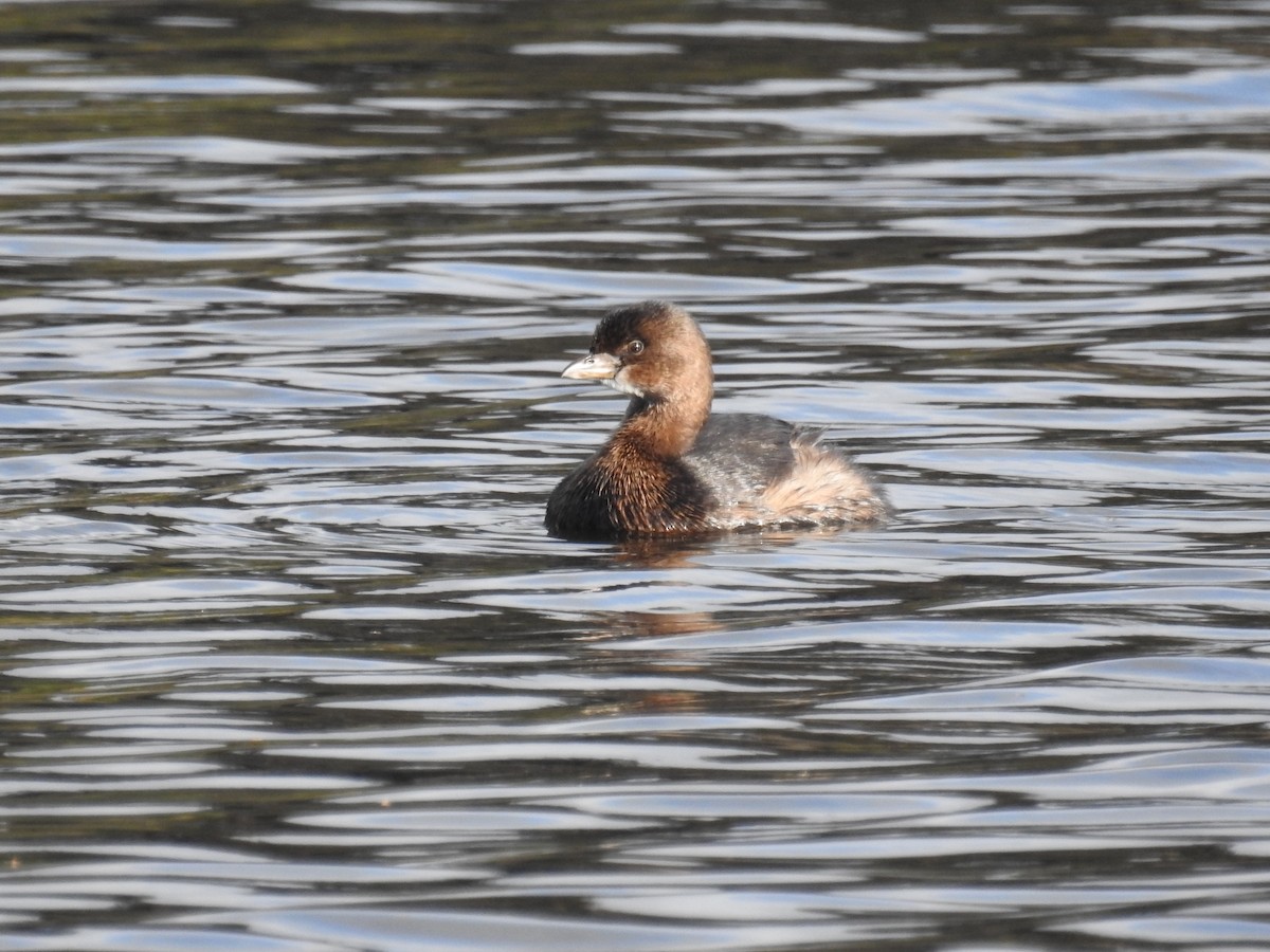 Pied-billed Grebe - ML500904951