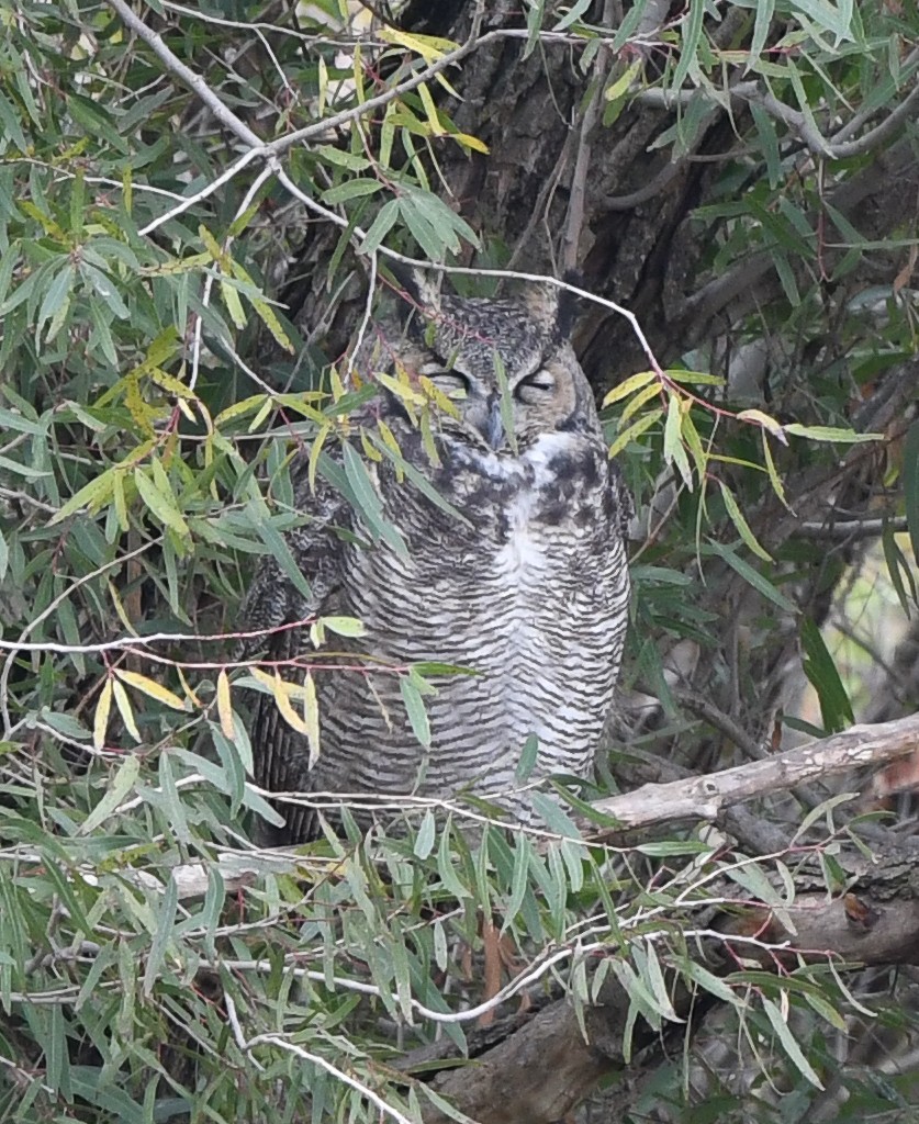 Great Horned Owl - ML500905491