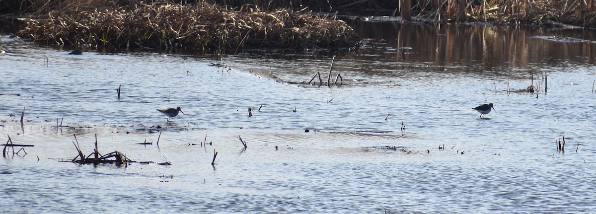 Greater Yellowlegs - ML500906001