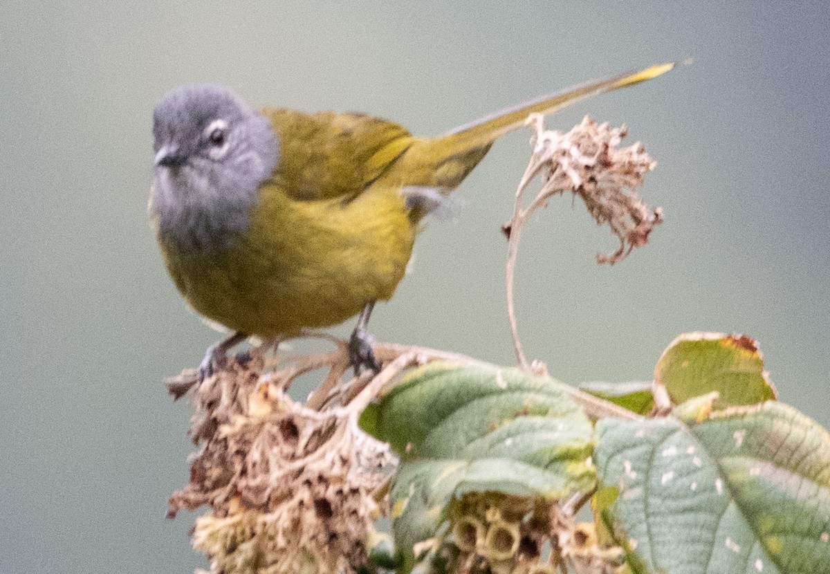 Bulbul del Kikuyo - ML500906331