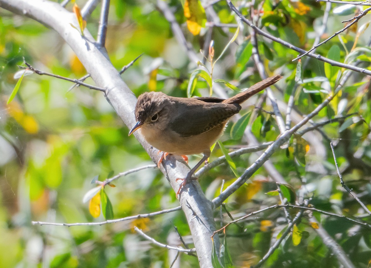 House Wren - Linda Sullivan