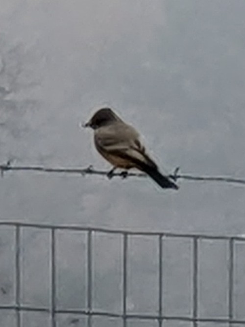 Say's Phoebe - ML500907491