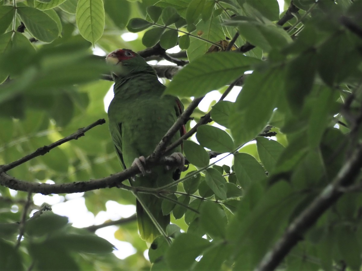 White-fronted Parrot - Ellen  Cantor