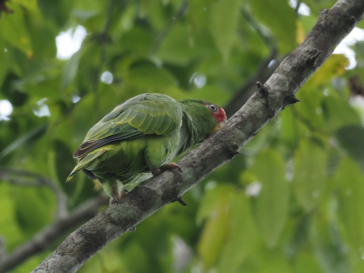 White-fronted Parrot - ML500907881