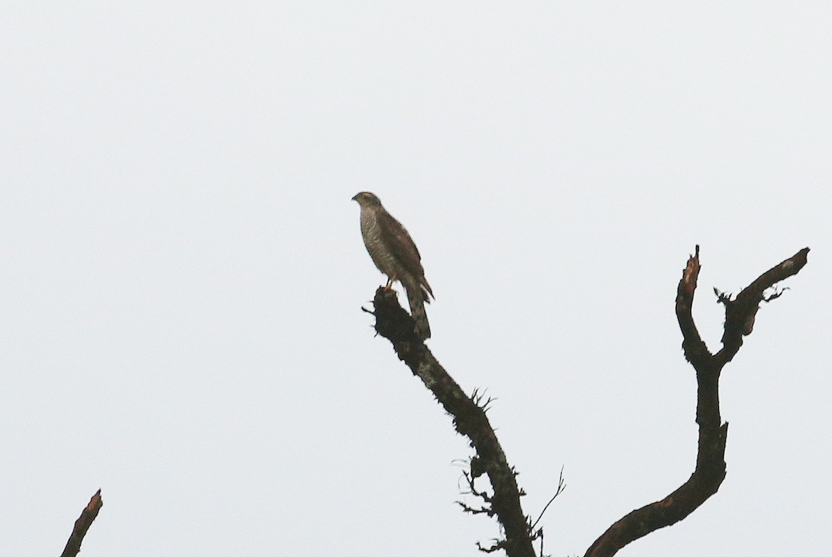 Eurasian Sparrowhawk - Neoh Hor Kee