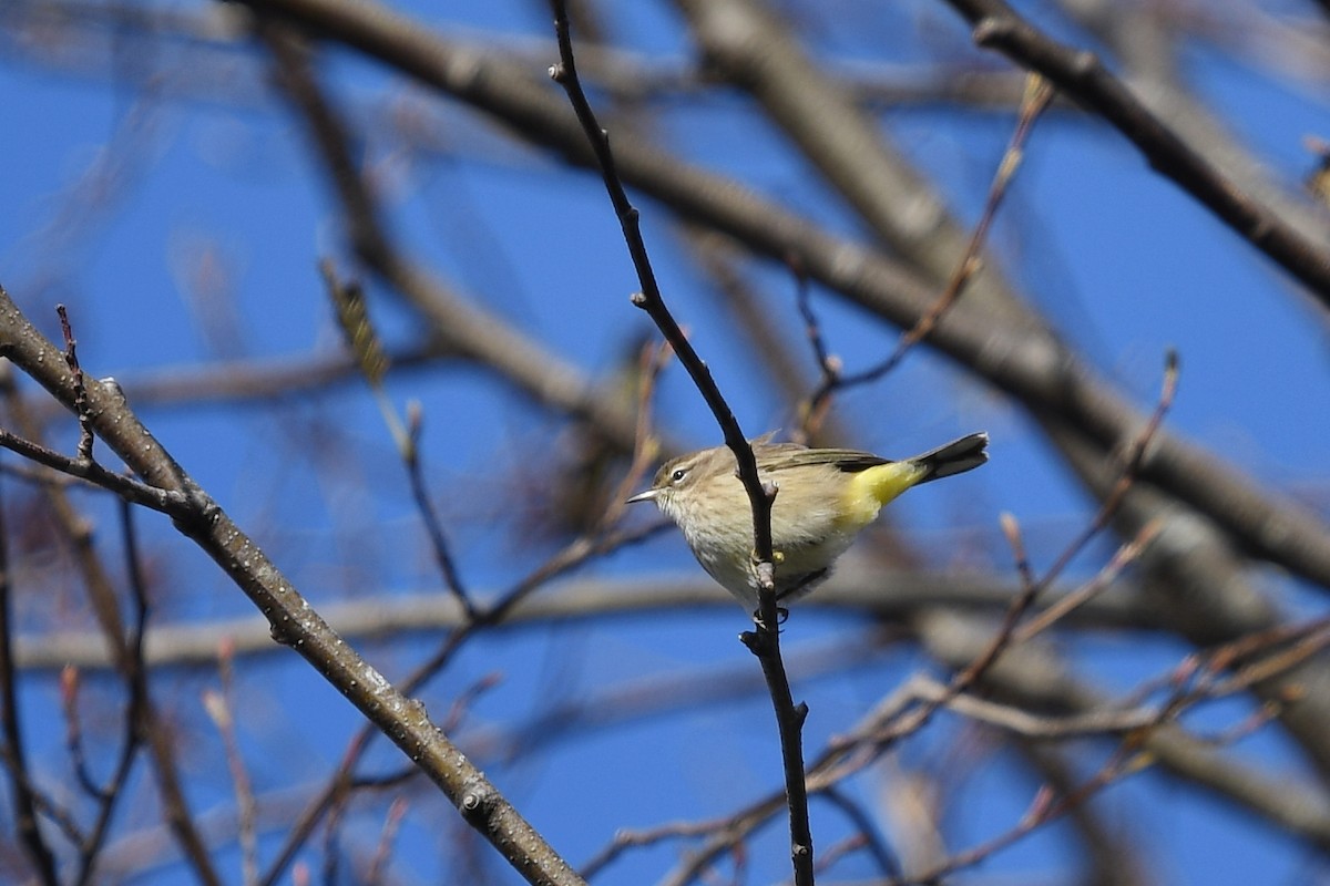 Palm Warbler - Steve Heinl