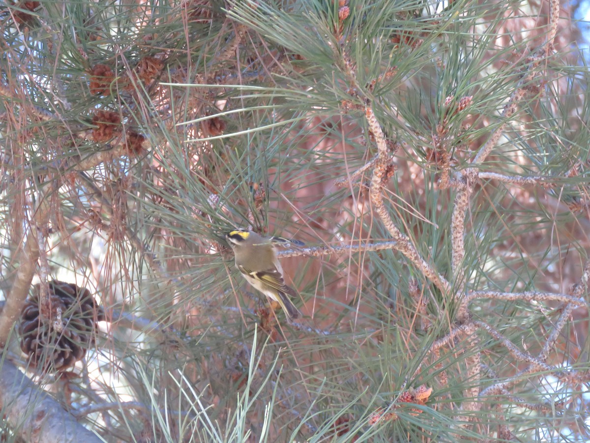 Golden-crowned Kinglet - Calvin Hardcastle