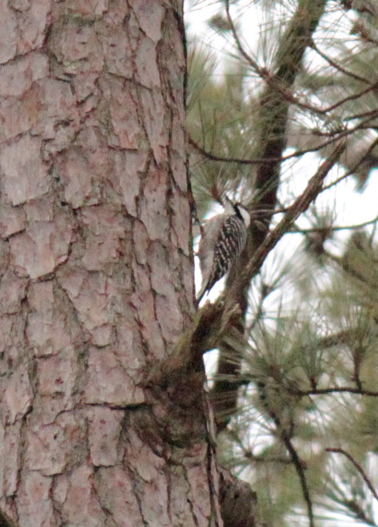 Red-cockaded Woodpecker - ML500908661