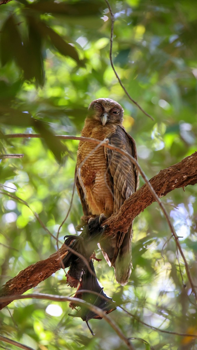 Rufous Owl - ML500909671