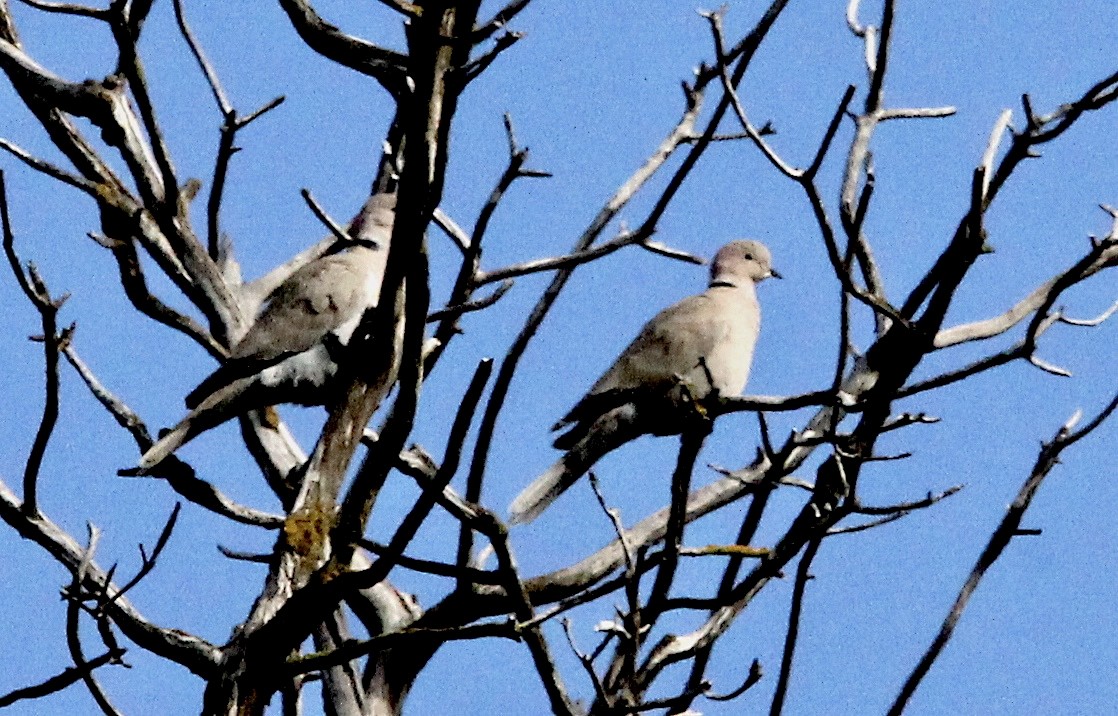 Eurasian Collared-Dove - ML500909971