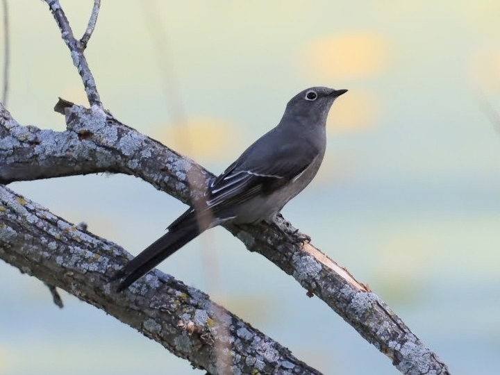 Townsend's Solitaire - Josh Yoder