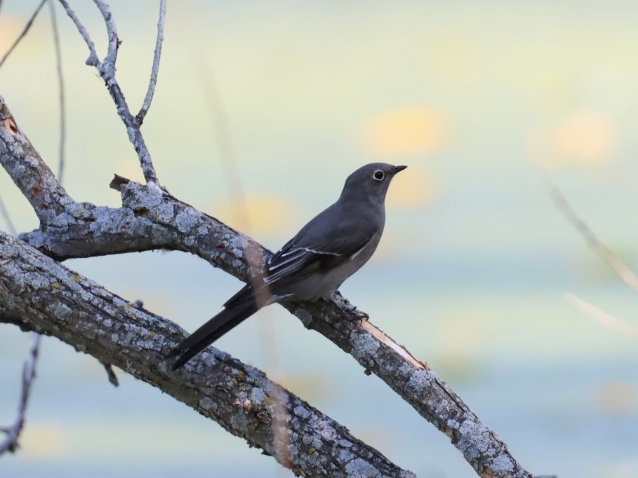 Townsend's Solitaire - Josh Yoder