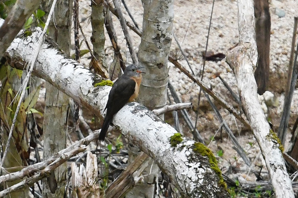 Brush Cuckoo (Sunda) - Andreas Deissner