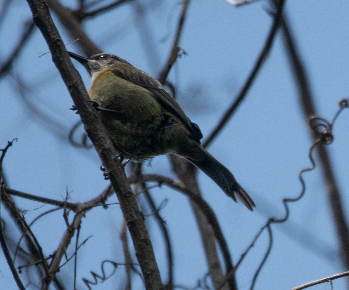 Gray-headed Sunbird - Philip Reimers