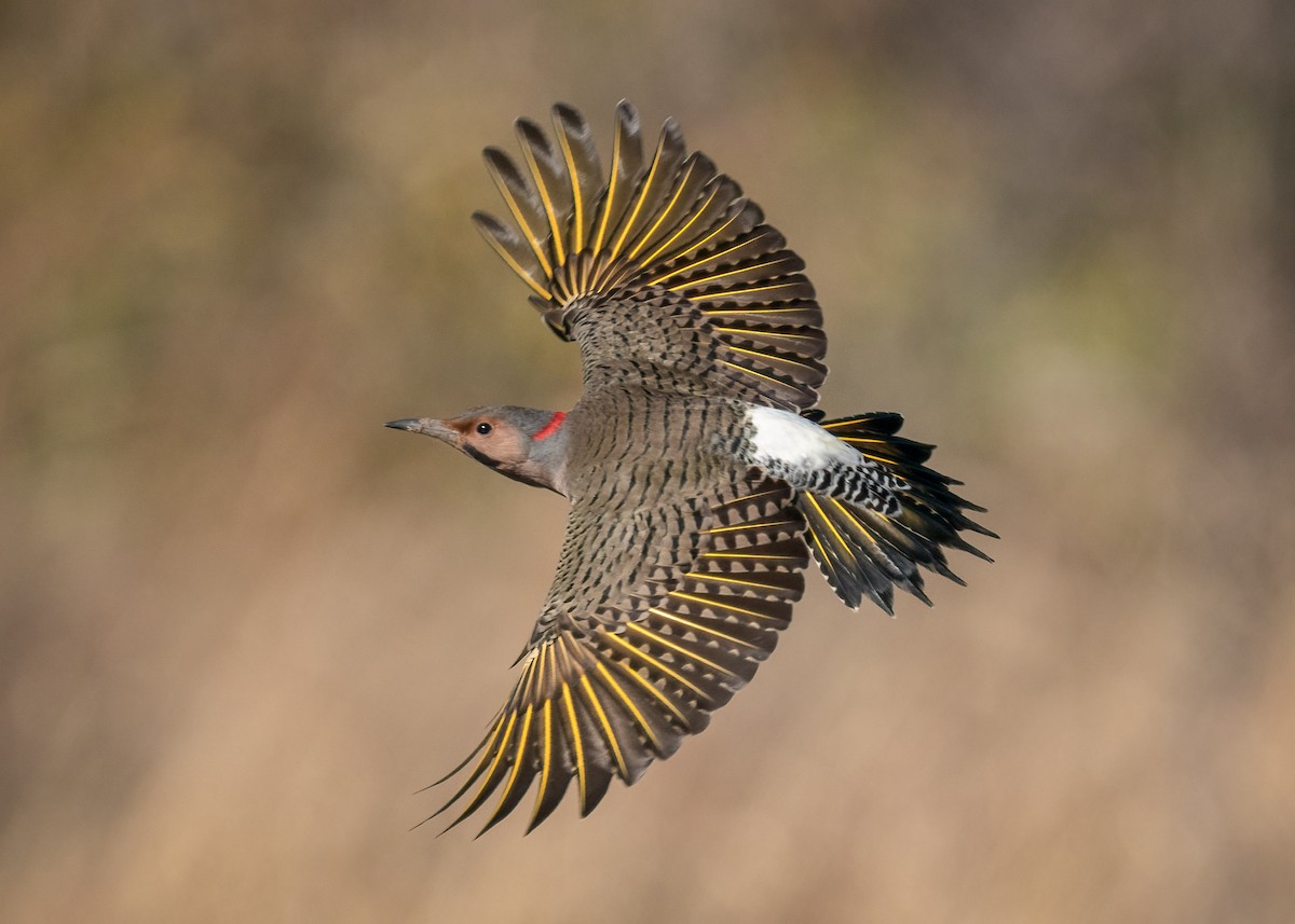 Northern Flicker - ML500911671