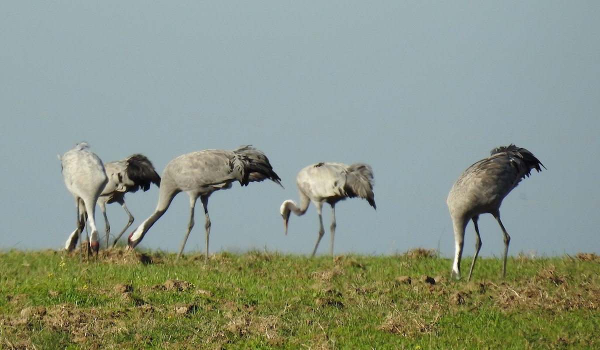 Grulla Común - ML500912111