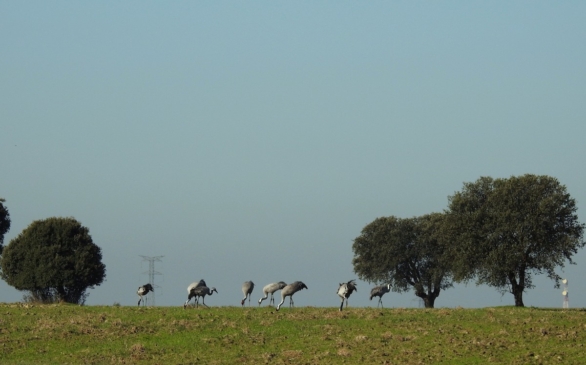 Common Crane - Cesar Clemente