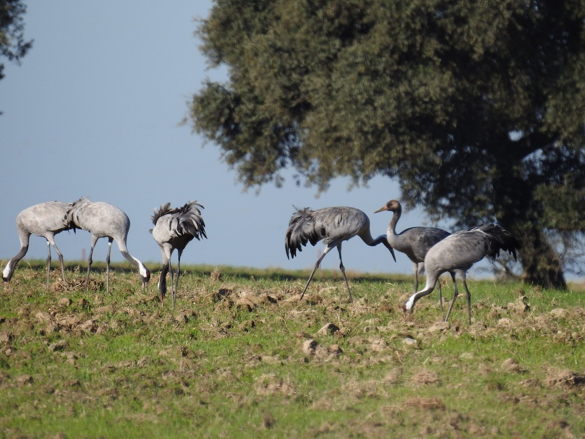 Grulla Común - ML500912131