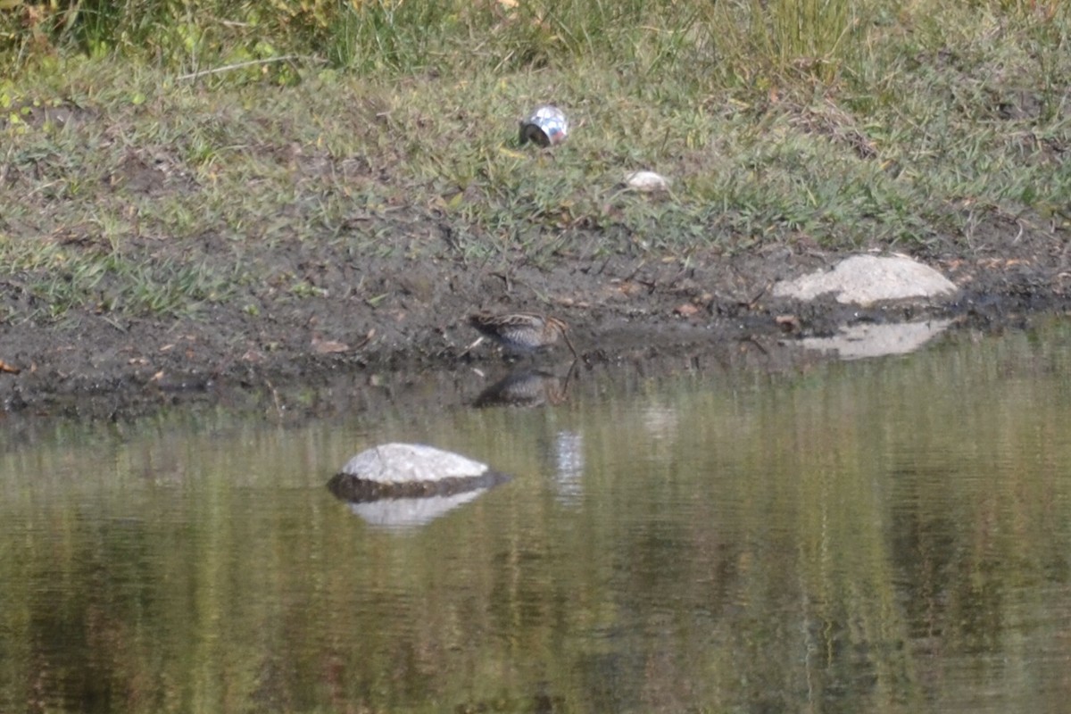 Wilson's Snipe - ML500912261