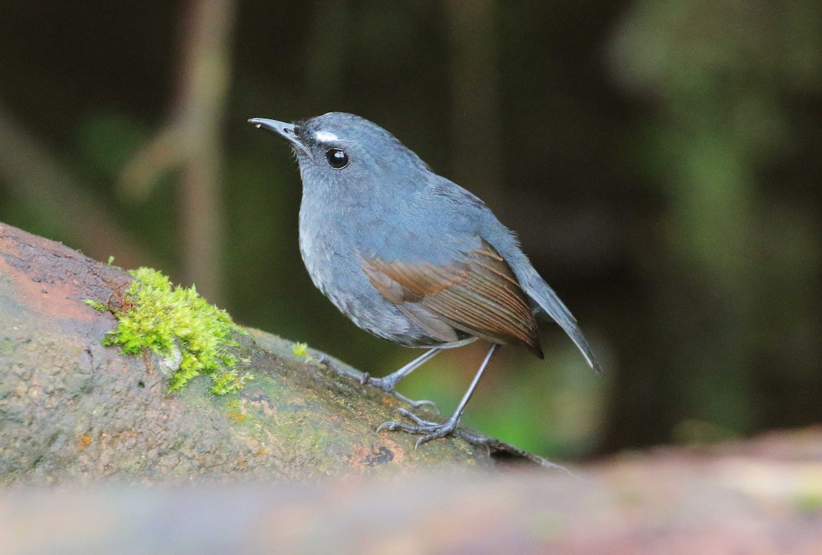 Lesser Shortwing - Neoh Hor Kee