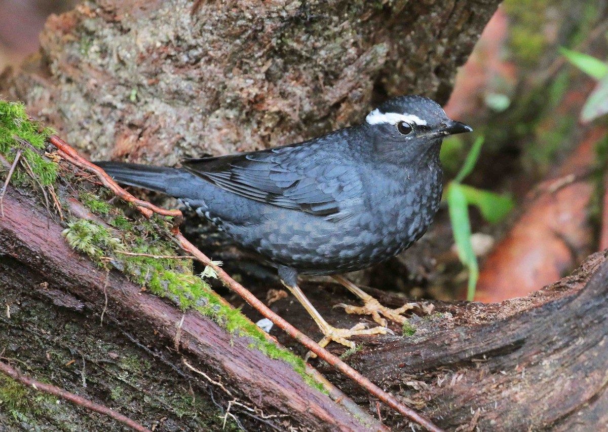 Siberian Thrush - Neoh Hor Kee