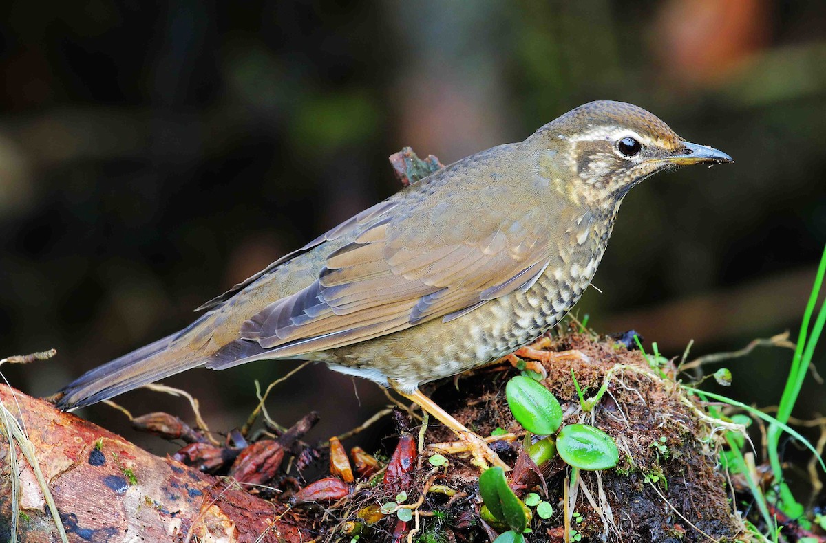 Siberian Thrush - Neoh Hor Kee